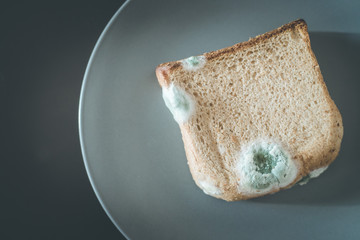 Rotten food: Moldy toast slices on a plate.