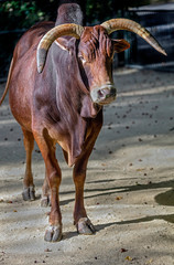 Zebu nano bull in its inclosure