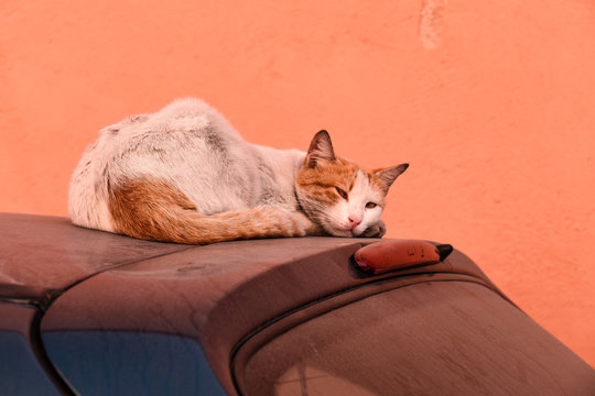 Katze auf Auto