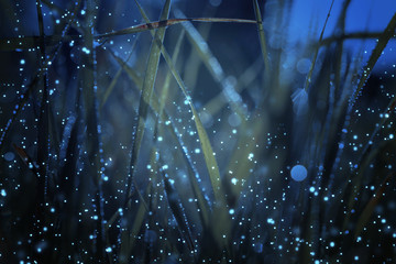 Abstract and magical photo of tall grass with Firefly flying in the night forest. Fairy tale concept