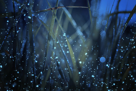 Abstract and magical photo of tall grass with Firefly flying in the night forest. Fairy tale concept