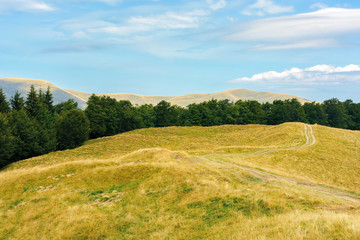 carpathian sub alpine meadows in august. beautiful mountain landscape. road winding in to the distance. primeval beech forest on the edge of a hill. sunny weather with cloud formations on the blue sky