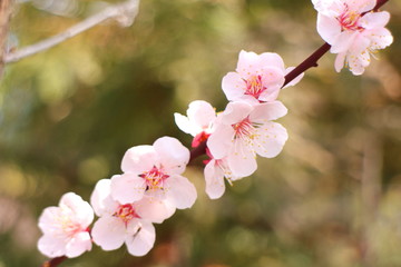 桜の花