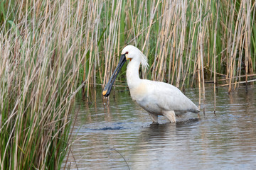 Eurasian Spoonbill in the Weerribben the Netherlands.