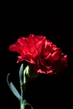 Cravo Vermelho