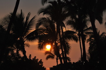Orange Sunset and Palms
