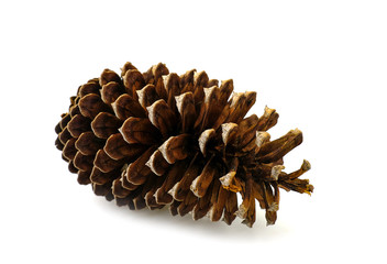 pine cone dry on white background