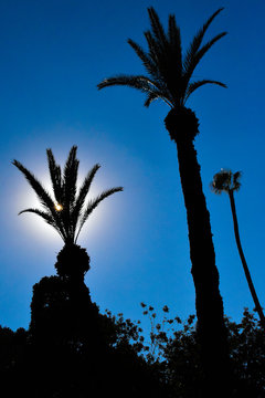 Sonne hinter Palmen