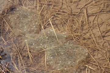 Frog Spawn