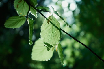 Natur Nahaufnahme