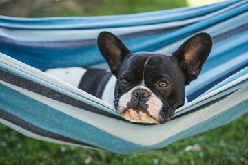 young cute french bulldog relaxing