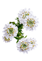 Little flower iberis sempervirens isolated on white background