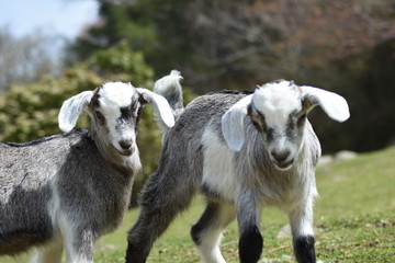 神戸六甲山牧場  仔山羊