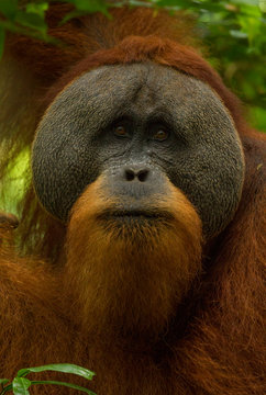 Orangutan in Leuser