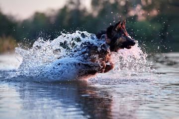 Dog trained for rescue life in deep water, running fast in deep splashing water in colorful evening light. Czech shepherd, purebred. Low angle photo, side view. Dog breed native to Czech republic.