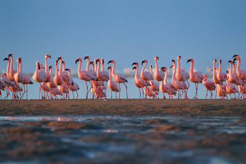 Bright pink african water birds, Lesser Flamingos, Phoenicoparrus minor,  walking during low tide on the shore of Walvis Bay, Namibia. A lot of pink flamingos, low angle photo, vivid colors.
