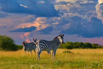 Naklejka premium Low angle view on Burchell's zebra, Equus quagga, formerly Equus burchellii, standing in the lush savanna against storm clouds. African wildlife scene in vivid colors. Nxai Pan, Botswana, Africa.