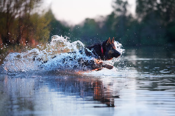 Dog trained for rescue life in deep water, running fast in deep splashing water in colorful evening light. Czech shepherd, purebred. Low angle photo, side view. Dog breed native to Czech republic.
