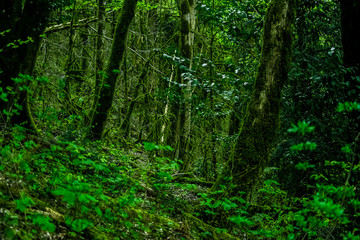 thickets of green forest trees in the moss nature in the mountains
