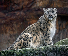 Snow leopard on the rock. Latin name - Uncia uncia	