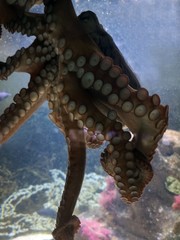 Tintenfisch © Laís Milena Dias