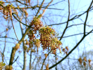 A branch of a spring tree with red buds, close up