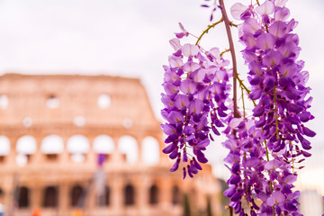 Fototapeta premium Beautiful spring blossoms and Colosseum in Rome