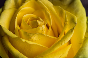 Yellow rose flower in bloom macro still with smooth petals on an abstract background scene