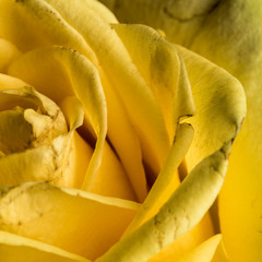 Yellow rose flower in bloom macro still with smooth petals on an abstract background scene
