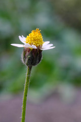 Closeup, grass, make the background blur, nature, vintage style