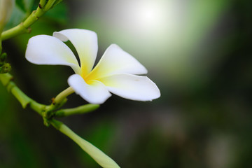 White flowers make a vintage focus image style.