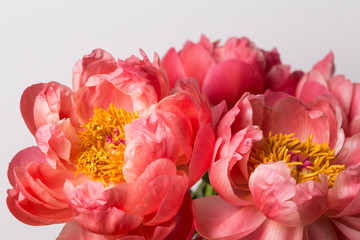 Pink peony flower in bloom bouquet close up on a grey background