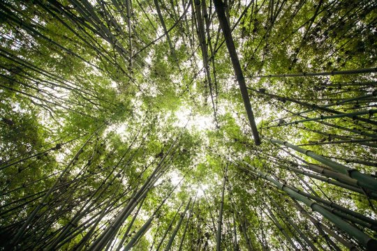 Bamboo Forest