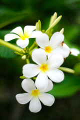 Fototapeta na wymiar White flowers make a vintage focus image style.