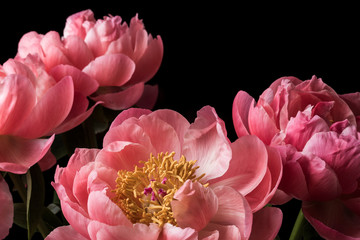 Pink peony flowers in bloom bouquet on a black background on a floral studio still © jordieasy