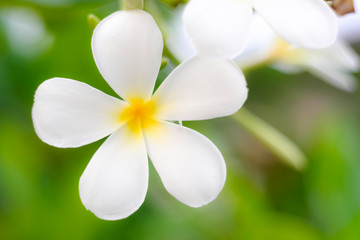 Fototapeta premium White flowers make a vintage focus image style.