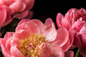 Pink peony flowers in bloom bouquet on a black background on a floral studio still