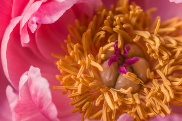 Yellow pistils on a pink peony flower in bloom