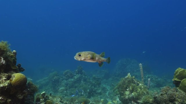 Seascape of coral reef in the Caribbean Sea around Curacao at dive site Playa Piskado with porcupine fish