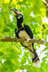 Female Oriental Pied Hornbill perching on Bo tree perch feeding on its fruit
