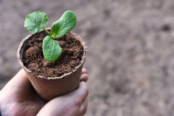 Young Seedling Plant