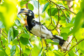 Female Oriental Pied Hornbill perching on Bo tree perch feeding on its fruit