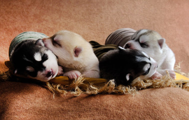 Newborn Siberian Husky puppies shot in newborn style