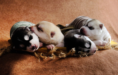 Newborn Siberian Husky puppies shot in newborn style