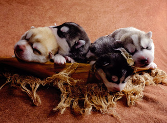 Newborn Siberian Husky puppies shot in newborn style
