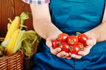Farmer hold fresh organic tomatoes in his hands. Vegetable harvest concept