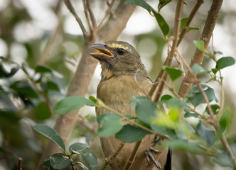 Pepitero Gris (Saltator coerulescens)