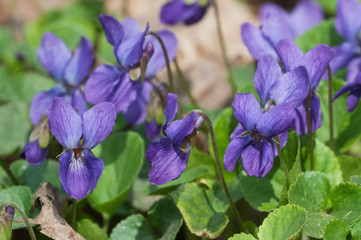 Viola palustris (marsh violet)