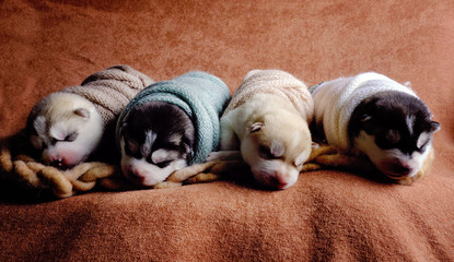 Newborn Siberian Husky puppies shot in newborn style