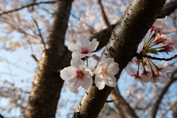 桜の花